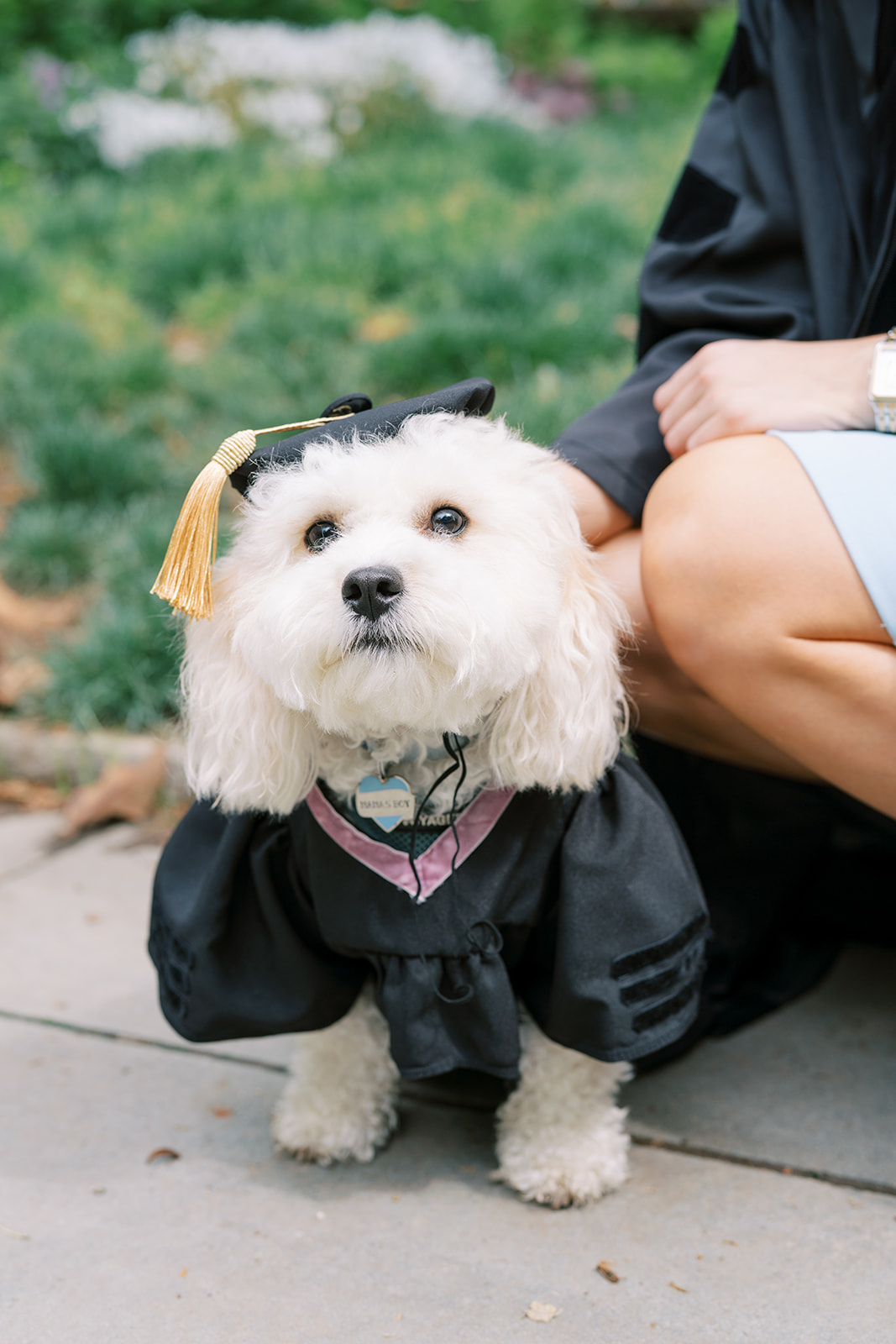 dog in graduation cap and gown in philadelphia